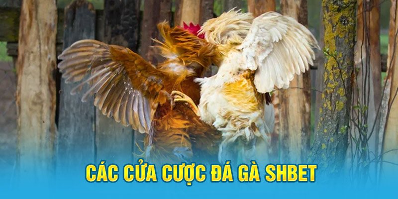 Các cửa cược đá gà Shbet