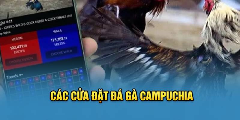 Các cửa đặt đá gà campuchia