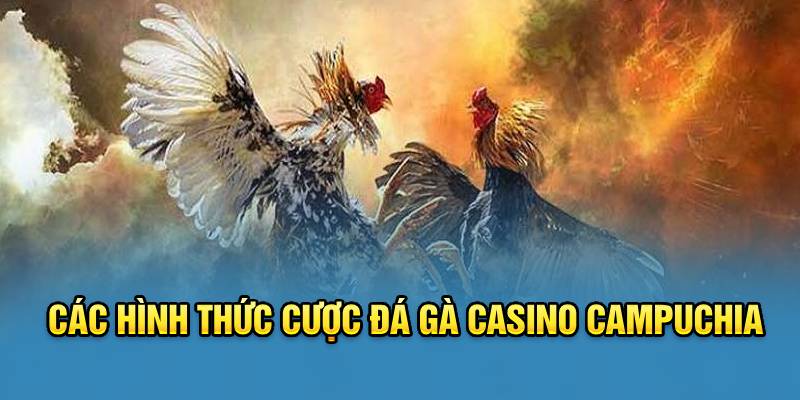 Các hình thức cược đá gà casino Campuchia