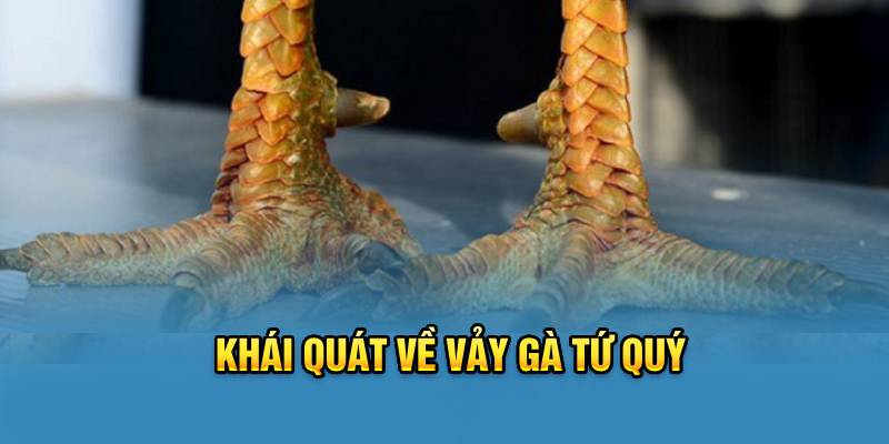 Khái quát về vảy gà Tứ Quý