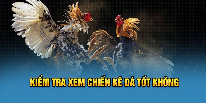 Kiểm tra xem chiến kê đá tốt không