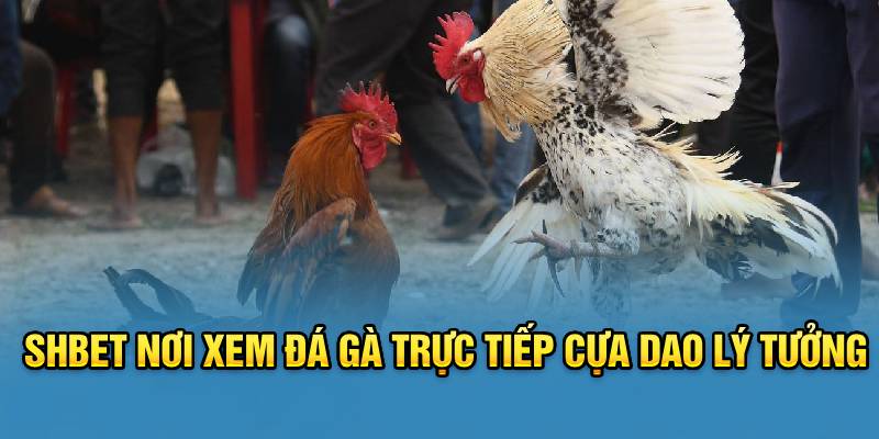 Shbet nơi xem đá gà trực tiếp cựa dao lý tưởng